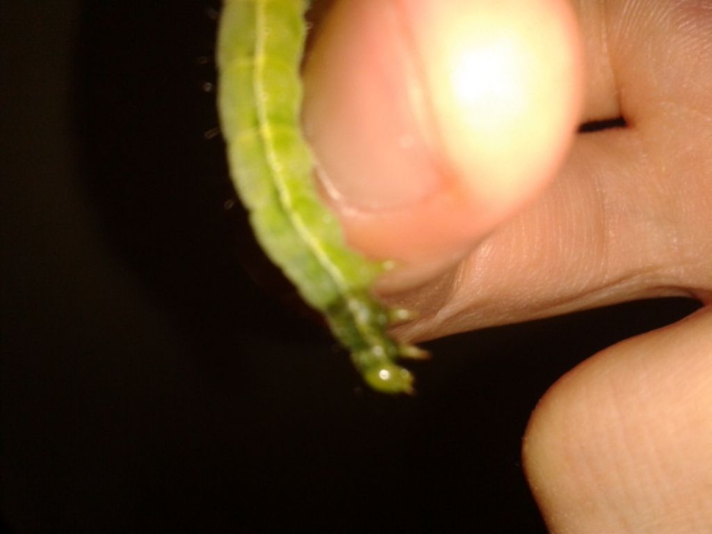 Aiuto urgente con bruco malato